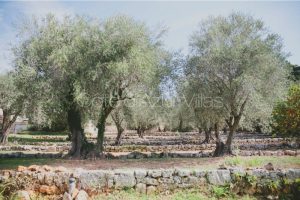 watermark (12)